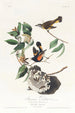 Paruline flamboyante d'Amérique - John James Audubon — näkymä teoksesta