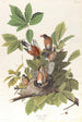 Merle d'Amérique - John James Audubon — näkymä teoksesta