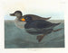 Canard scoter américain - John James Audubon — näkymä teoksesta