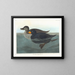 Canard scoter américain - John James Audubon — kehystetty taideteos seinällä