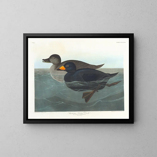 Canard scoter américain - John James Audubon — kehystetty taideteos seinällä