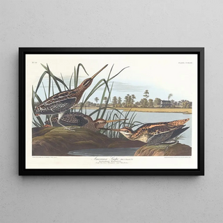 John James Audubon - American snipe.webp