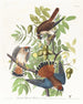 Épervier d'Amérique - John James Audubon — näkymä teoksesta