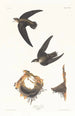 Martinet d'Amérique - John James Audubon — näkymä teoksesta