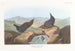 Amerikaninhan Maalaus - John James Audubon — näkymä teoksesta