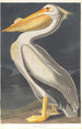 Pélican blanc d'Amérique - John James Audubon — näkymä teoksesta