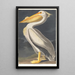Pélican blanc d'Amérique - John James Audubon — kehystetty taideteos seinällä