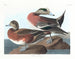Canard d'Amérique - John James Audubon — näkymä teoksesta