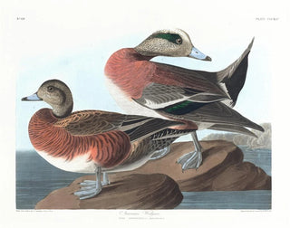 Canard d'Amérique - John James Audubon — näkymä teoksesta