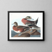 Canard d'Amérique - John James Audubon — kehystetty taideteos seinällä