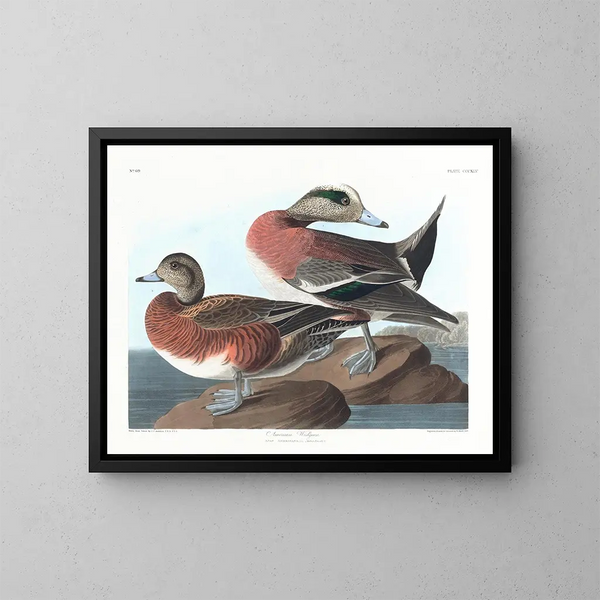 Canard d'Amérique - John James Audubon — kehystetty taideteos seinällä