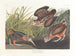 Bécasse d'Amérique - John James Audubon — näkymä teoksesta