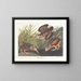 Bécasse d'Amérique - John James Audubon — kehystetty taideteos seinällä