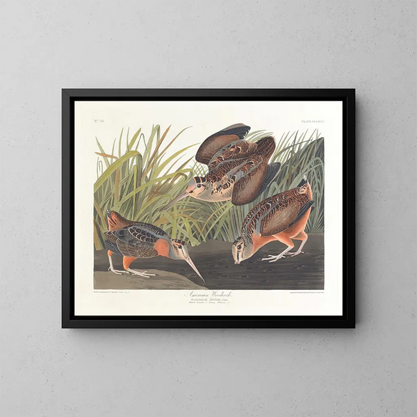 Bécasse d'Amérique - John James Audubon — kehystetty taideteos seinällä