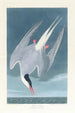 Sterne arctique - John James Audubon — näkymä teoksesta