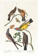 Tyran de l'Arkansas Tyran à queue fourchue - John James Audubon — näkymä teoksesta