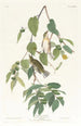 Paruline automnale - John James Audubon — näkymä teoksesta