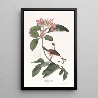 John James Audubon - Bachmans finch.webp
