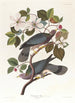 Pigeon à queue barrée - John James Audubon — näkymä teoksesta