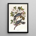 Pigeon à queue barrée - John James Audubon — kehystetty taideteos seinällä