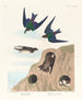 Hirondelle de rivage Hirondelle violette-verte - John James Audubon — näkymä teoksesta