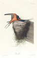 Hirondelle rustique - John James Audubon — näkymä teoksesta
