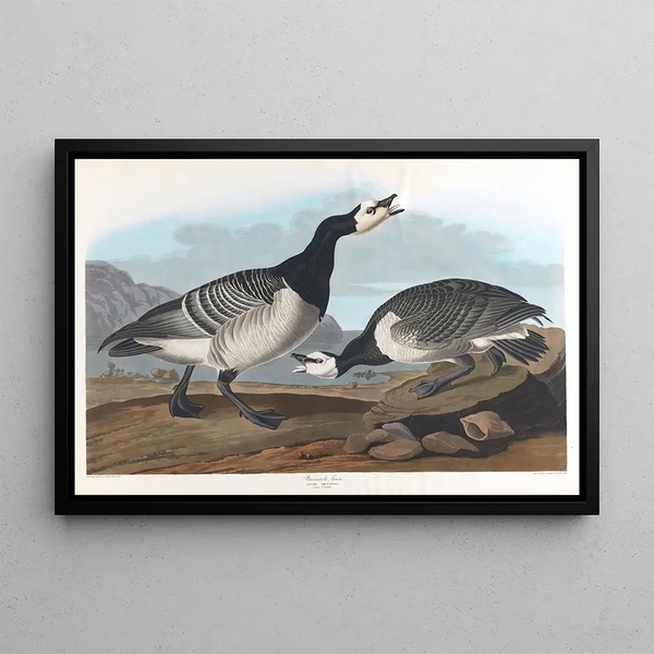 Oie bernache - John James Audubon — kehystetty taideteos seinällä