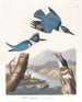 Martin-pêcheur d'Amérique - John James Audubon — näkymä teoksesta