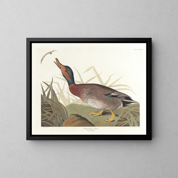 Kanadanhanhi - John James Audubon — kehystetty taideteos seinällä
