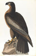 Oiseau de Washington - John James Audubon — näkymä teoksesta