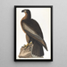 Oiseau de Washington - John James Audubon — kehystetty taideteos seinällä