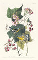 Paruline noire et jaune - John James Audubon — näkymä teoksesta