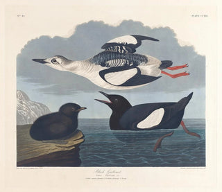 Guillemot noir - John James Audubon — näkymä teoksesta