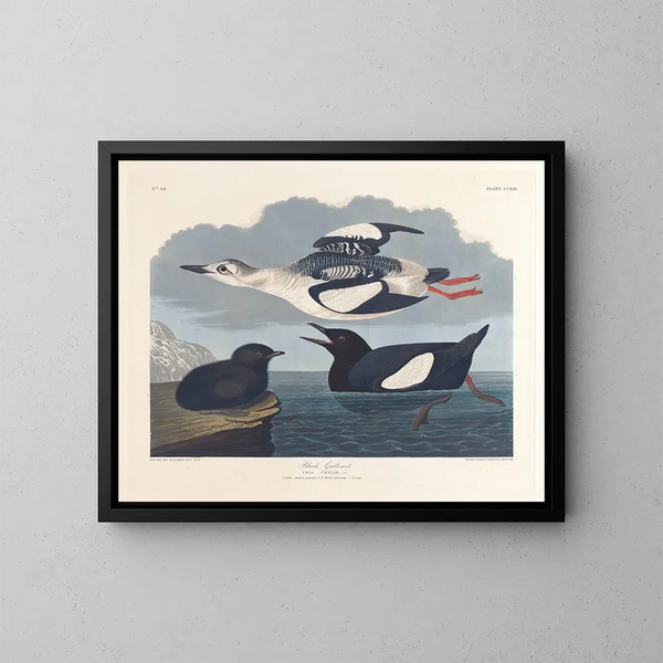 Guillemot noir - John James Audubon — kehystetty taideteos seinällä