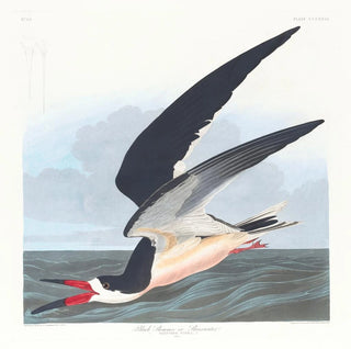 John James Audubon - Black skimmer or shearwater.webp