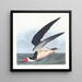 Rémora tai puffin - John James Audubon — kehystetty taideteos seinällä