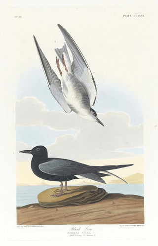 John James Audubon - Black tern.webp