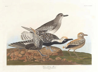 Pluvier à ventre noir - John James Audubon — näkymä teoksesta