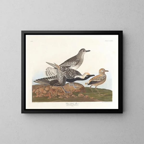 Pluvier à ventre noir - John James Audubon — kehystetty taideteos seinällä