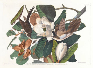 Coucou à bec noir - John James Audubon — näkymä teoksesta