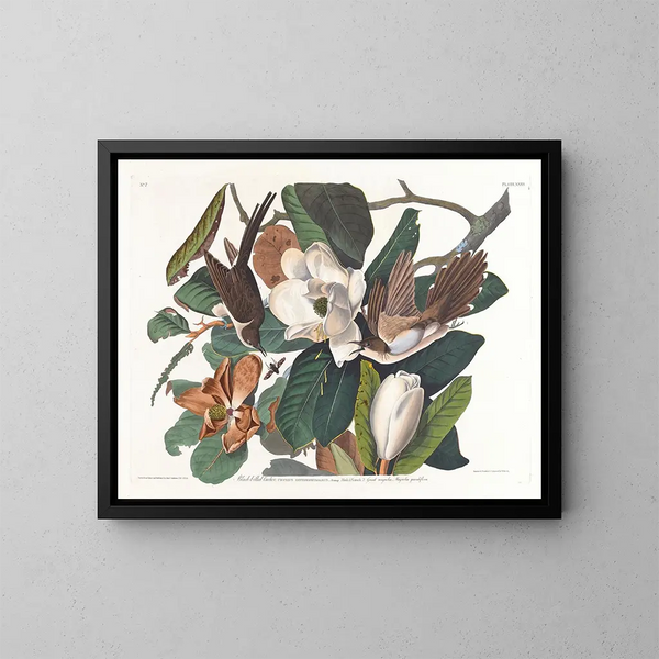 Coucou à bec noir - John James Audubon — kehystetty taideteos seinällä