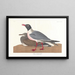 Mouette rieuse - John James Audubon — kehystetty taideteos seinällä