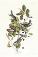 Paruline rayée - John James Audubon — näkymä teoksesta