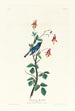 Paruline à gorge bleue - John James Audubon — näkymä teoksesta