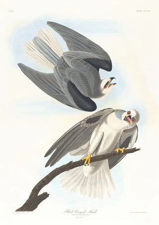 John James Audubon - Blackwinged hawk.webp