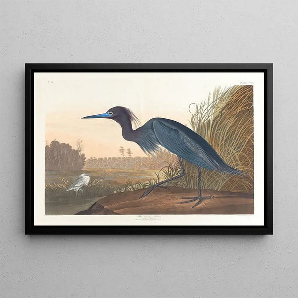 Sininen kurki tai haikara - John James Audubon — kehystetty taideteos seinällä