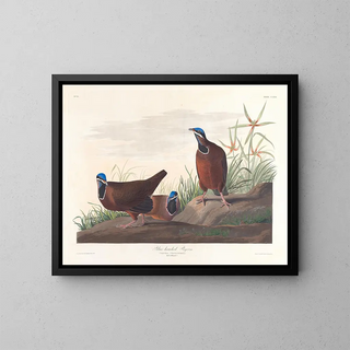 John James Audubon - Blueheaded pigeon.webp