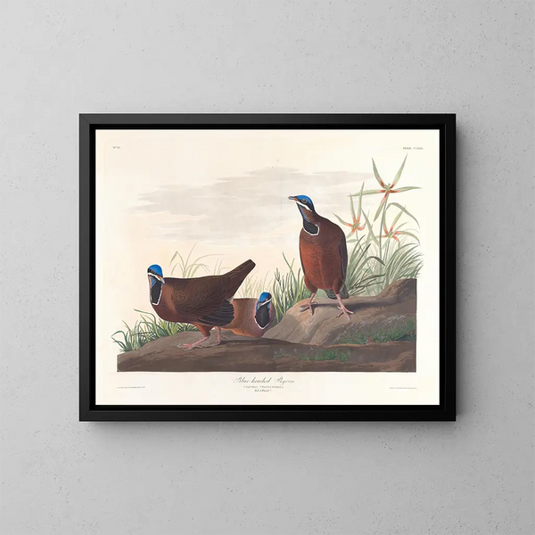 Pigeon à tête bleue - John James Audubon — kehystetty taideteos seinällä
