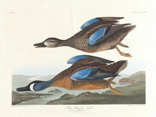 Sininen siipinen ankka - John James Audubon — näkymä teoksesta