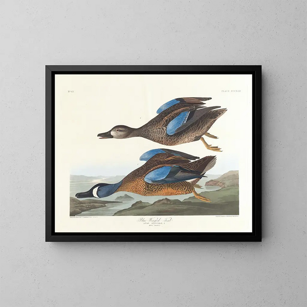 Sininen siipinen ankka - John James Audubon — kehystetty taideteos seinällä